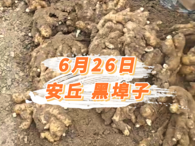 6月26日 安丘黑埠子价格行情 ()