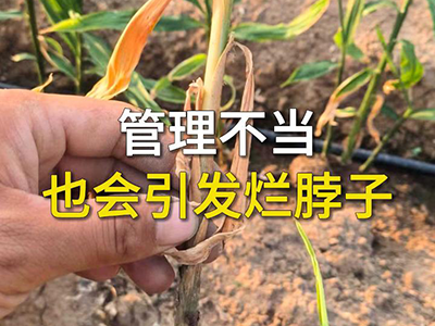 管理不当也会引发烂脖子 ()