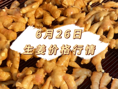 6月26日 生姜价格行情 ()