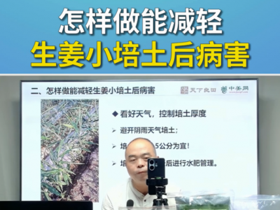怎样做能减轻生姜小培土后病害？ ()