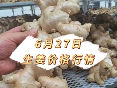 6月27日 生姜价格行情 ()