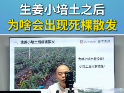 生姜小培土之后为啥会出现死棵散发？ ()