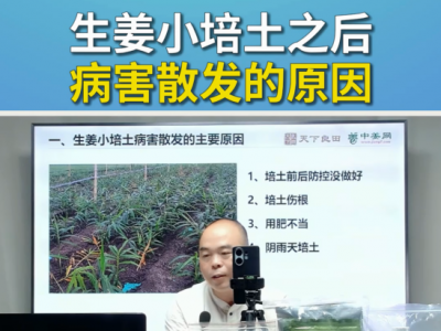 生姜小培土之后病害散发的原因 ()