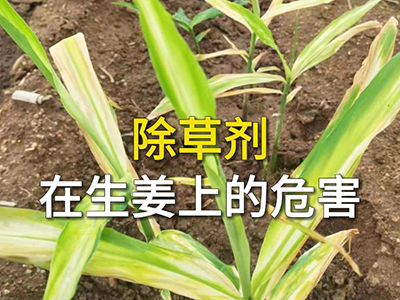 除草剂在生姜上的危害 ()