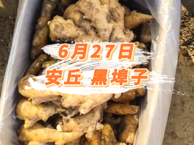 6月27日 安丘黑埠子价格行情 ()