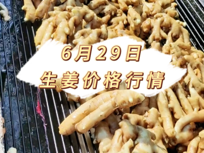 6月29日 生姜价格行情 ()