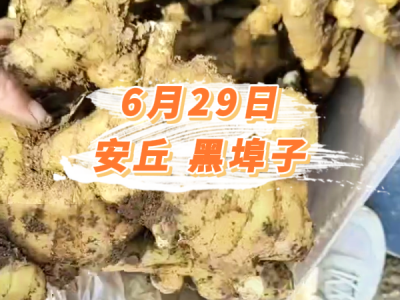 6月29日 安丘黑埠子价格行情 ()