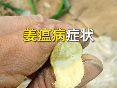 姜瘟病症状 ()