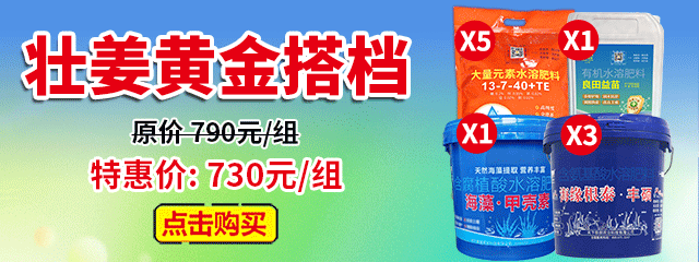 壮姜黄金搭档A