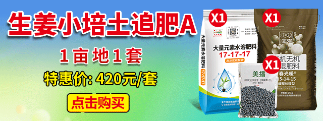 生姜小培土追肥