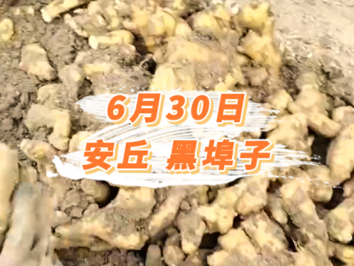 6月30日 安丘黑埠子价格行情 ()