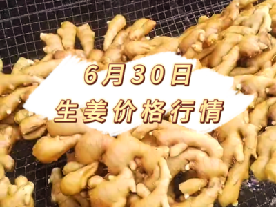 6月30日 生姜价格行情 ()