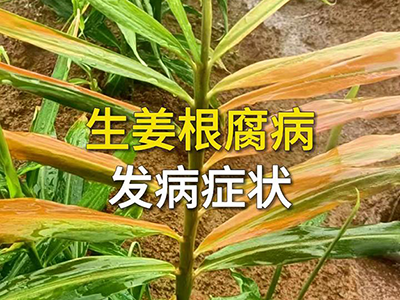 生姜根腐病发病症状 ()