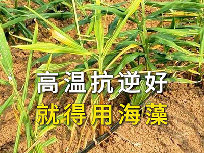高温抗逆好 就得用海藻 ()