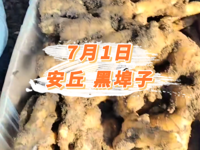 7月1日 安丘黑埠子价格行情 ()