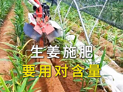 生姜施肥要用对含量 ()