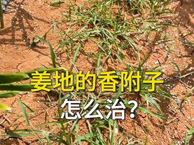 姜地的香附子怎么治？ ()