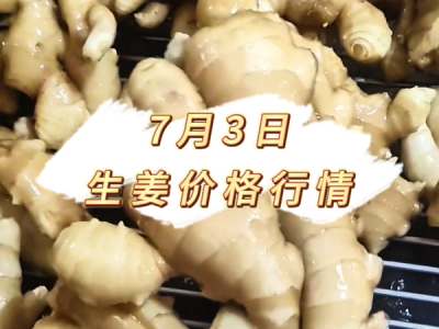 7月3日 生姜价格行情 ()