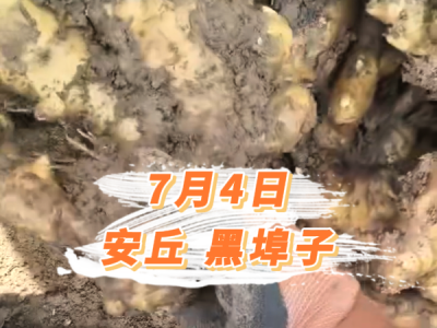 7月4日 安丘黑埠子价格行情 ()