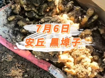 7月6日 安丘黑埠子价格行情 ()