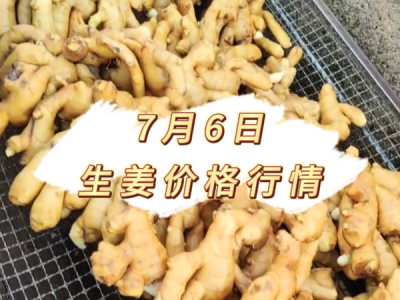 7月6日 生姜价格行情 ()