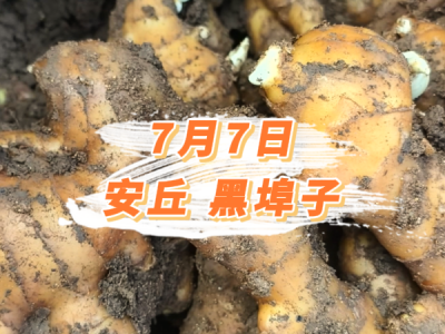7月7日 安丘黑埠子价格行情 ()