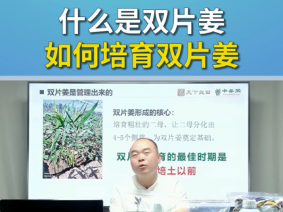 什么是双片姜？如何培育双片姜？ ()