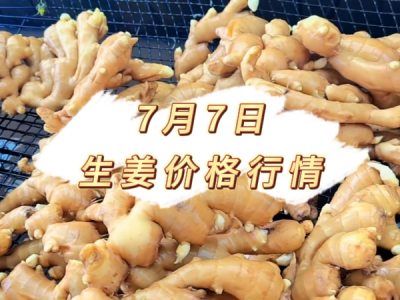 7月7日 生姜价格行情 ()