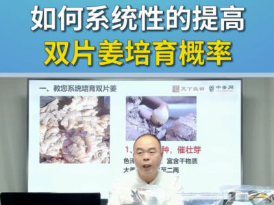 如何系统性的提高双片姜培育概率？ ()