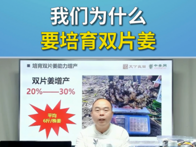 我们为什么要培育双片姜？ ()