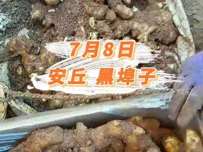 7月8日 安丘黑埠子价格行情 ()
