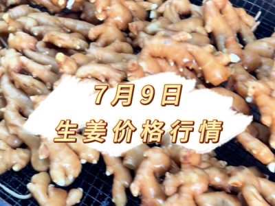 7月9日 生姜价格行情 ()