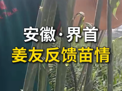 安徽界首姜友反馈苗情 ()
