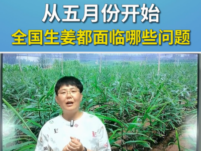 从五月份开始全国生姜都面临哪些问题？