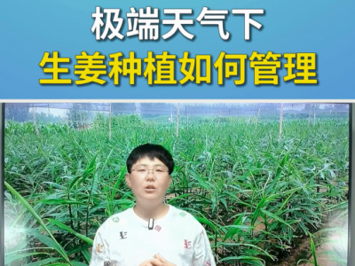 极端天气下生姜种植如何管理？