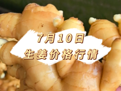 7月10日 生姜价格行情 ()