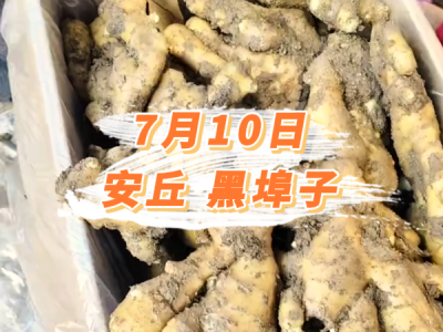 7月10日 安丘黑埠子价格行情