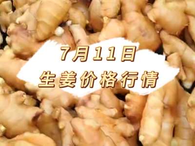 7月11日 生姜价格行情