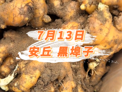 7月13日 安丘黑埠子价格行情 ()