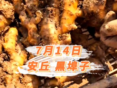 7月14日 安丘黑埠子价格行情 ()