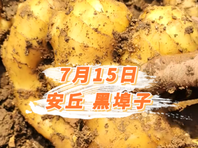 7月15日 安丘黑埠子价格行情 ()
