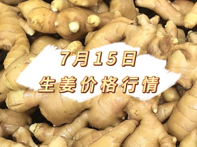 7月15日 生姜价格行情 ()
