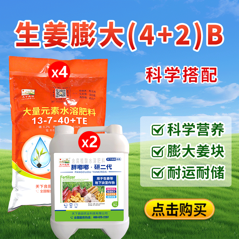 生姜膨大（4+2）B公众号800-800
