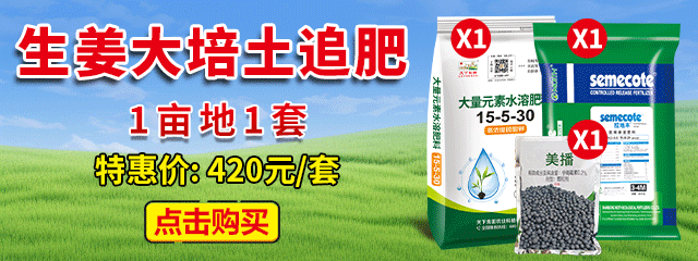 生姜大培土追肥