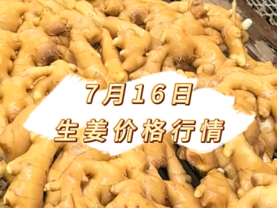 7月16日 生姜价格行情 ()
