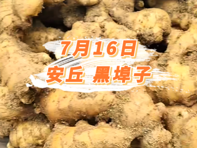 7月16日 安丘黑埠子价格行情 ()