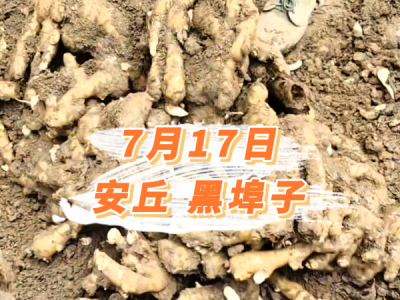 7月17日 安丘黑埠子价格行情 ()