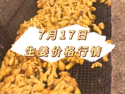 7月17日 生姜价格行情 ()