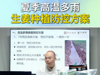 夏季高温多雨生姜种植防控方案 ()