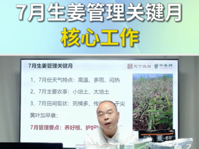 7月生姜管理关键月核心工作 ()